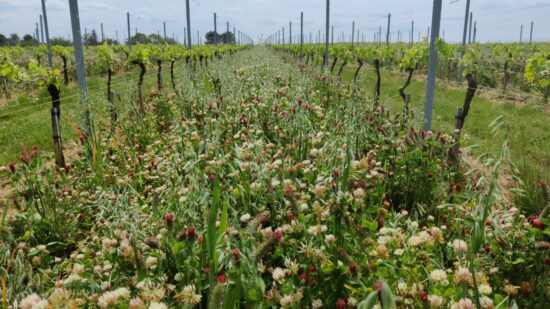 un couvert végétal dans les inter-rangs d'une vigne