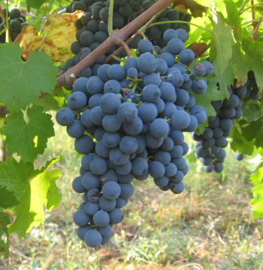 Une grappe de raisins du cépage carménère, variété de vitis vinifera