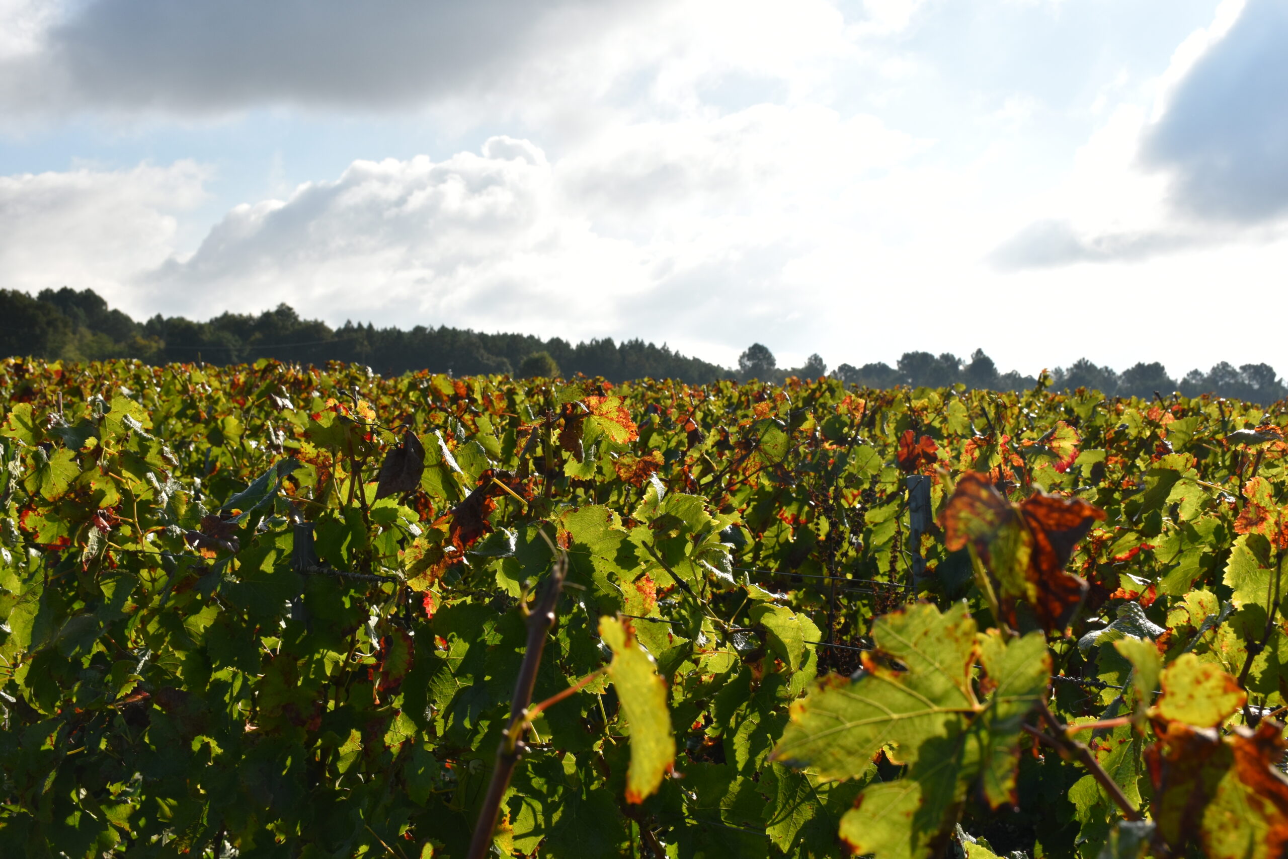 paysage de vignes en Gironde