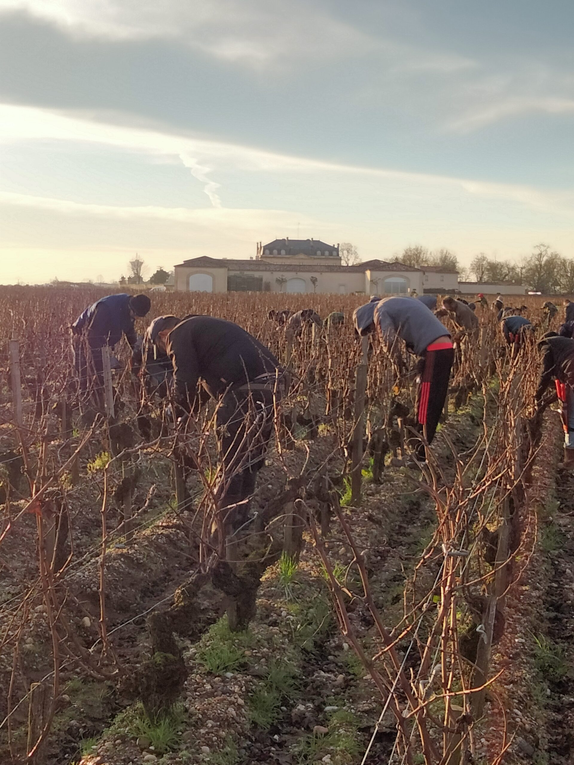 des salariés viticoles travaillent dans une parcelle de vignes en Gironde