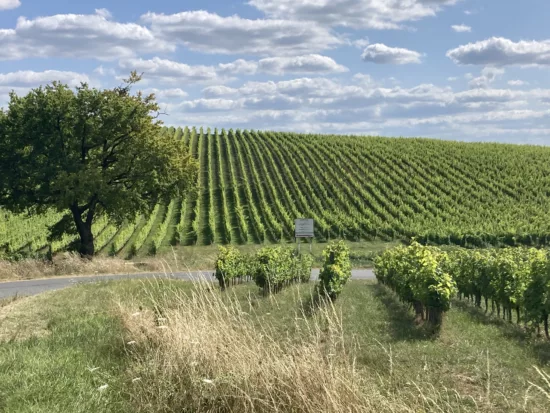 Une parcelle du vignoble de Bordeaux avec son environnement