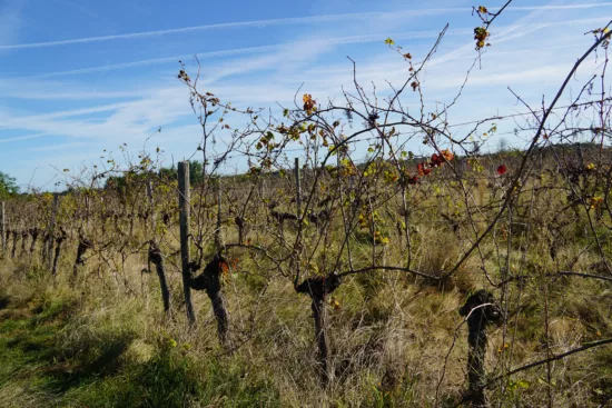 vignes à l'abandon