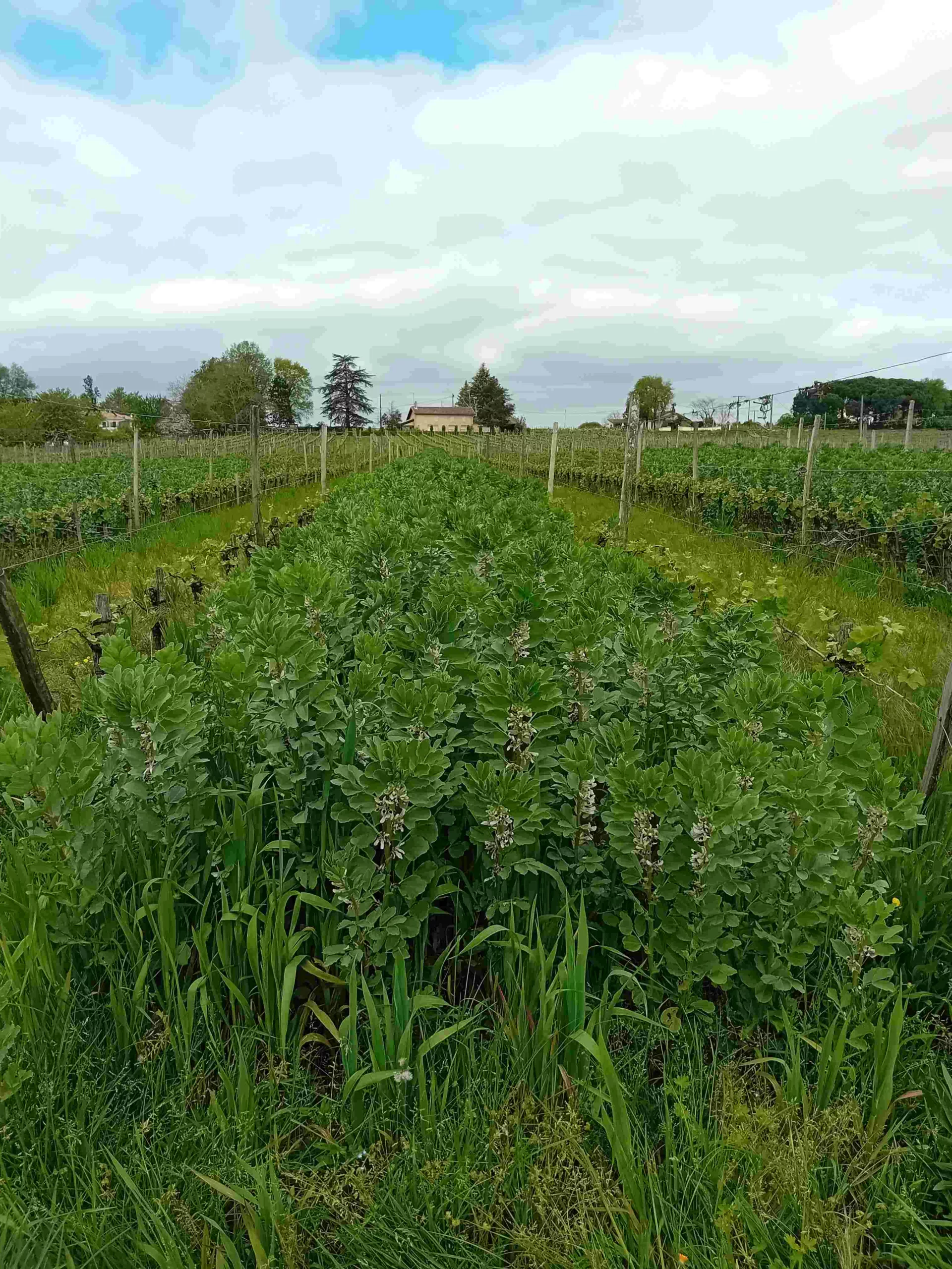 Un couvert végétal semé entre les vignes